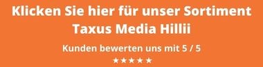 Taxus Media Hillii Kaufen